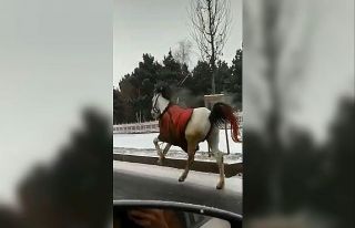 Köpekten korkan atlar dörtnala 25 kilometre koştu