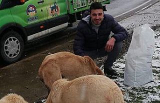 Körfez’de sokak hayvanları için mama bırakıldı