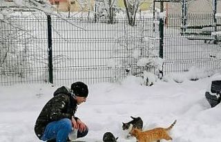 Körfez’de sokak hayvanlarına mama desteği