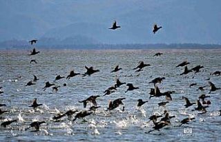 Köyceğiz Gölü’ne akın eden sakarmeke kuşları...