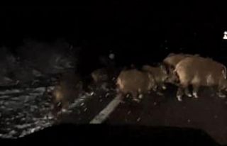 Köye giderken gece önüne çıkan domuz sürünü...