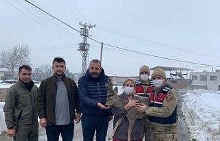 Köylülerin bulduğu yaralı karaca hayvanat bahçesinde...
