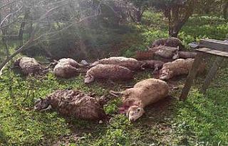 Koyunlarını ölü görünce köpekleri kafalarından...