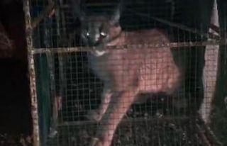 Kümese giren Karakulak, doğa koruma ekiplerini harekete...