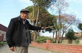 Kuraklık köyün gri balıkçıl misafirlerini küstürdü