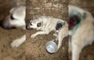 Kurdun yaraladığı köpek tedavi edildi