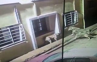 Kurtlar köye dadanıp köpeklere saldırdı, o anlar...