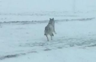 Kurtlar yerleşim yerlerine indi