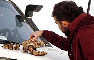 Kurtların parçaladığı köpekten geriye kafatası...