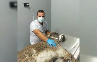 Kurtların saldırısına uğrayan sıpa son anda...