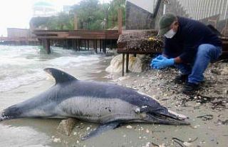 Kuşadası’nda yunus ölü olarak kıyıya vurdu