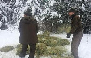 Kütahya DKMP’den yaban hayvanları için yemleme...