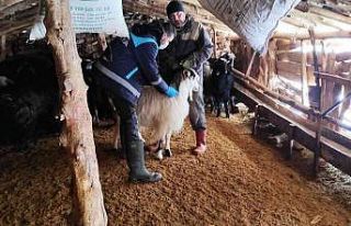 Kütahya’da anaç koyun keçi tespit çalışmaları