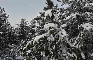Kütahya’da karlı ve buzlu çam ağaçları ilginç...