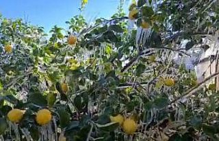 Limon ağaçları buz tuttu, sarkıtlar oluştu