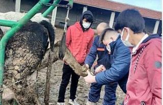 Liseli öğrenciler hayvancılığı yerinde öğrendi
