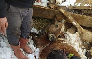 Mahsur kalan hayvanları itfaiye kurtardı