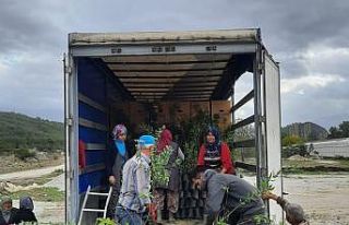 Manisa ve Muğla’dan Azerbaycan’a ceviz ve badem...