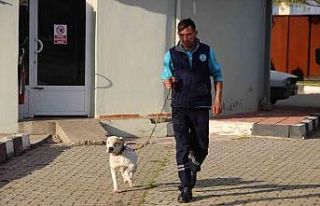Manisa’da barınaktaki yasaklı ırk köpeklerin...