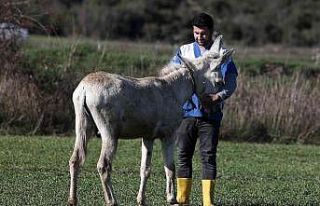Mardin’de çöp toplamakta kullanılan eşek emekli...