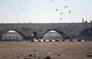 Martılar görsel şölen oluşturdu