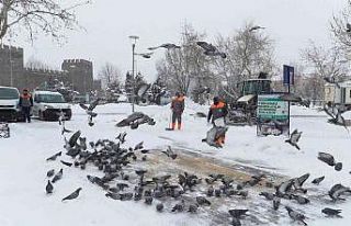 Melikgazi soğuk kış günlerinde sokak hayvanlarını...