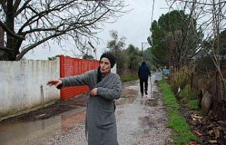Menderes’te başıboş köpekler, mahallelinin kabusu...