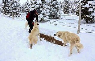 Meram Belediyesi sokak hayvanları için seferber...