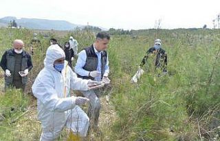 Mersin’de 2021 yılında orman zararlılarıyla...