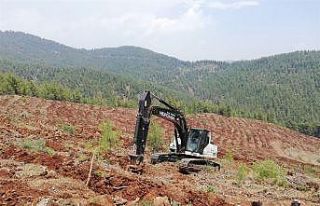 Mersin’de 2021’de 2,5 milyon fidan dikildi