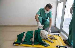 Mersin’de 3 bin 700 patili dostun yarası sarıldı