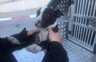 Mersin’de 7 yasaklı ırk türü köpeğe el konuldu