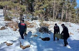 Mersin’de yaban hayvanları için doğaya yem bırakıldı