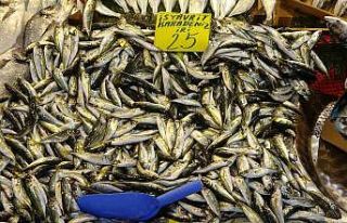 Mevsimin en lezzetli balığı istavrit oldu