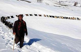 Muş’ta besicilerin hayvanlarıyla kar üzerindeki...