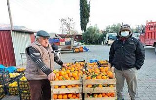 Narenciye üretim merkezinde çiftçiler soğuk hava...