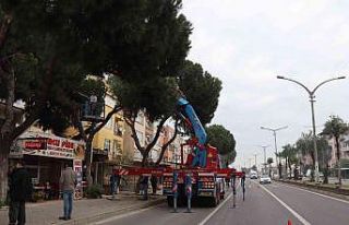 Nazilli’de budanan ağaçlar ihtiyaç sahiplerine...