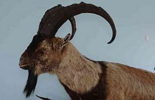 Nesli tehlike altında olan yaban hayvanları mumyalanıyor