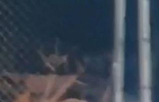 Nesli tükenme tehlikesi altındaki su samurları...