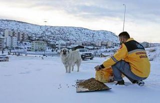 Nevşehir Belediyesi sokak hayvanlarına mama bıraktı