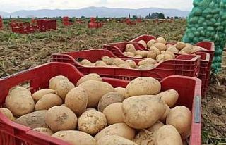 Ödemiş’te kış patatesi hasadı başladı