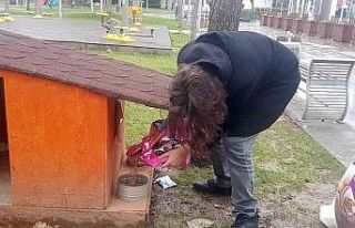 Öğrenciler sokak hayvanlarını besledi