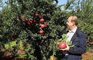 Oğuzeli’nde bir yılda 400 ton nar işlendi