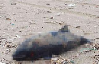 Ölü yavru yunus balığı karaya vurdu