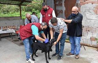 Ordu’da bin 152 kedi ve köpek kayıt altına alındı