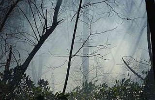 Ordu’da orman yangını