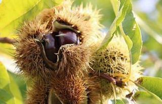 Orman köylüleri kestane ve defne üretiminden 18,9...