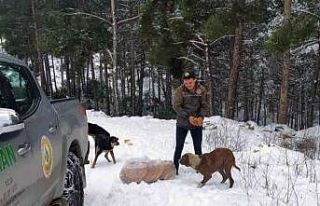 Ormancılar yaban hayatında yaşayan canlıları...