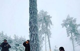 Ormanda bakım ve üretimler kar kış devam ediyor