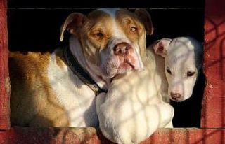 Osmaniye’de 89 yasaklı ırk köpek kayıt altına...